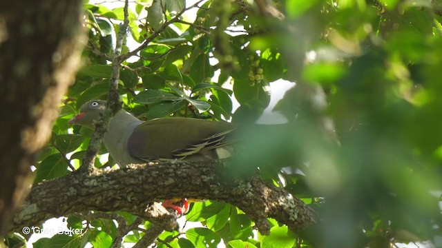 Африканский зелёный голубь (delalandii/granti) - ML247824841