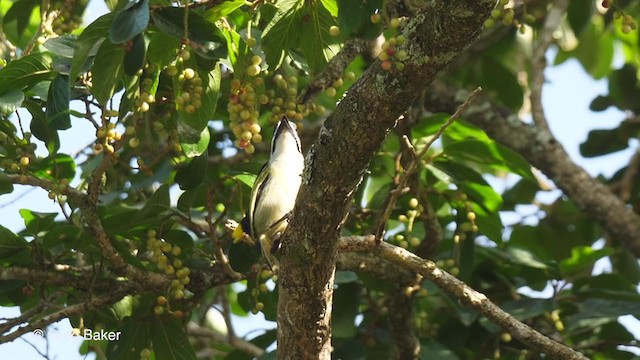 Barbudito Culigualdo (grupo bilineatus) - ML247825041