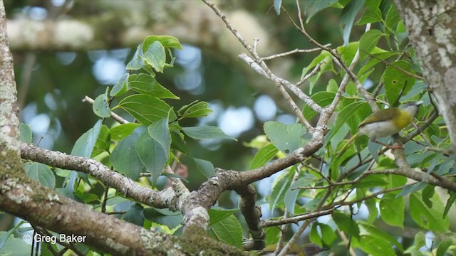 Apalis Pechigualdo (grupo flavida) - ML247825091