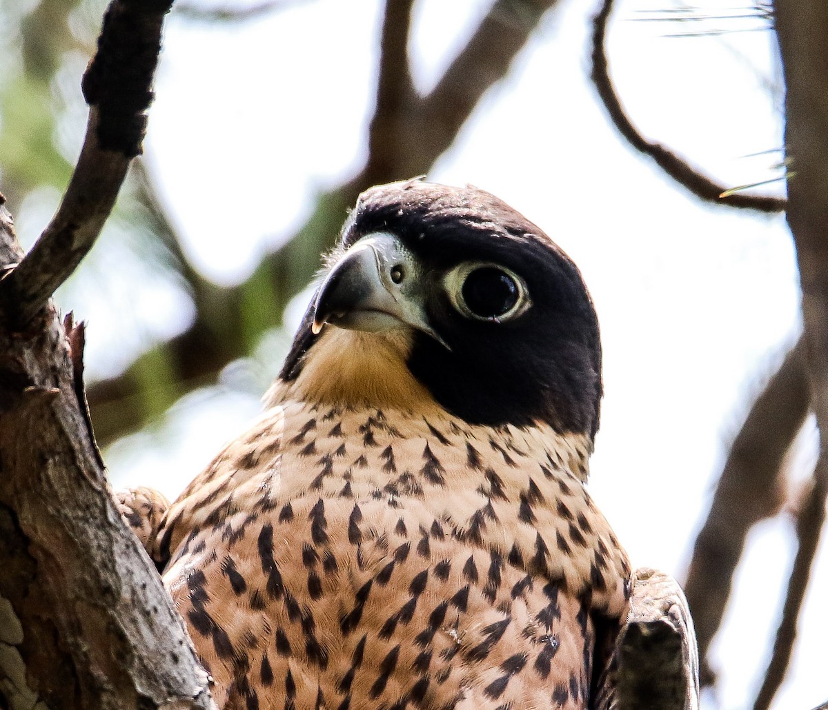 Peregrine Falcon (Shaheen) - ML247825131