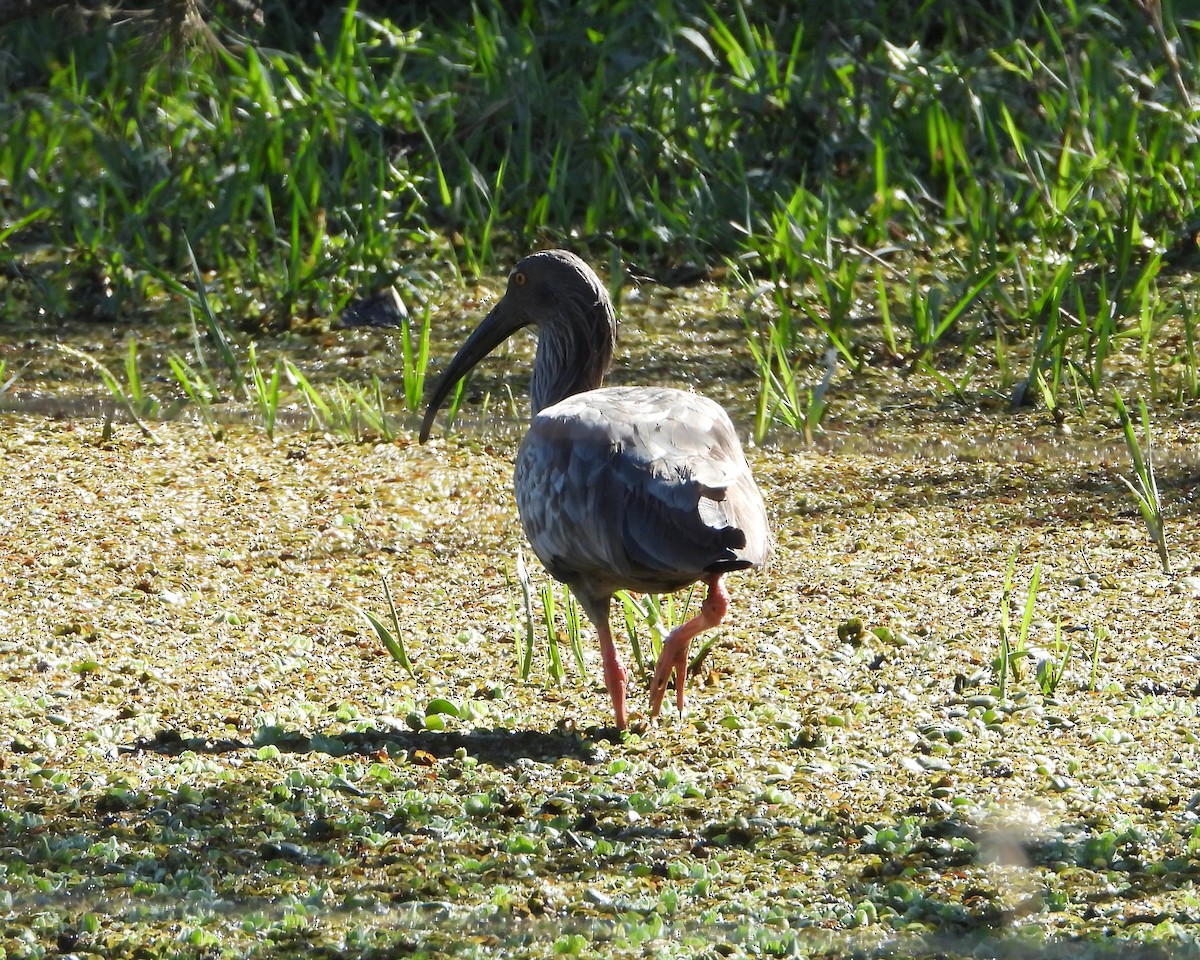 Plumbeous Ibis - ML247825201