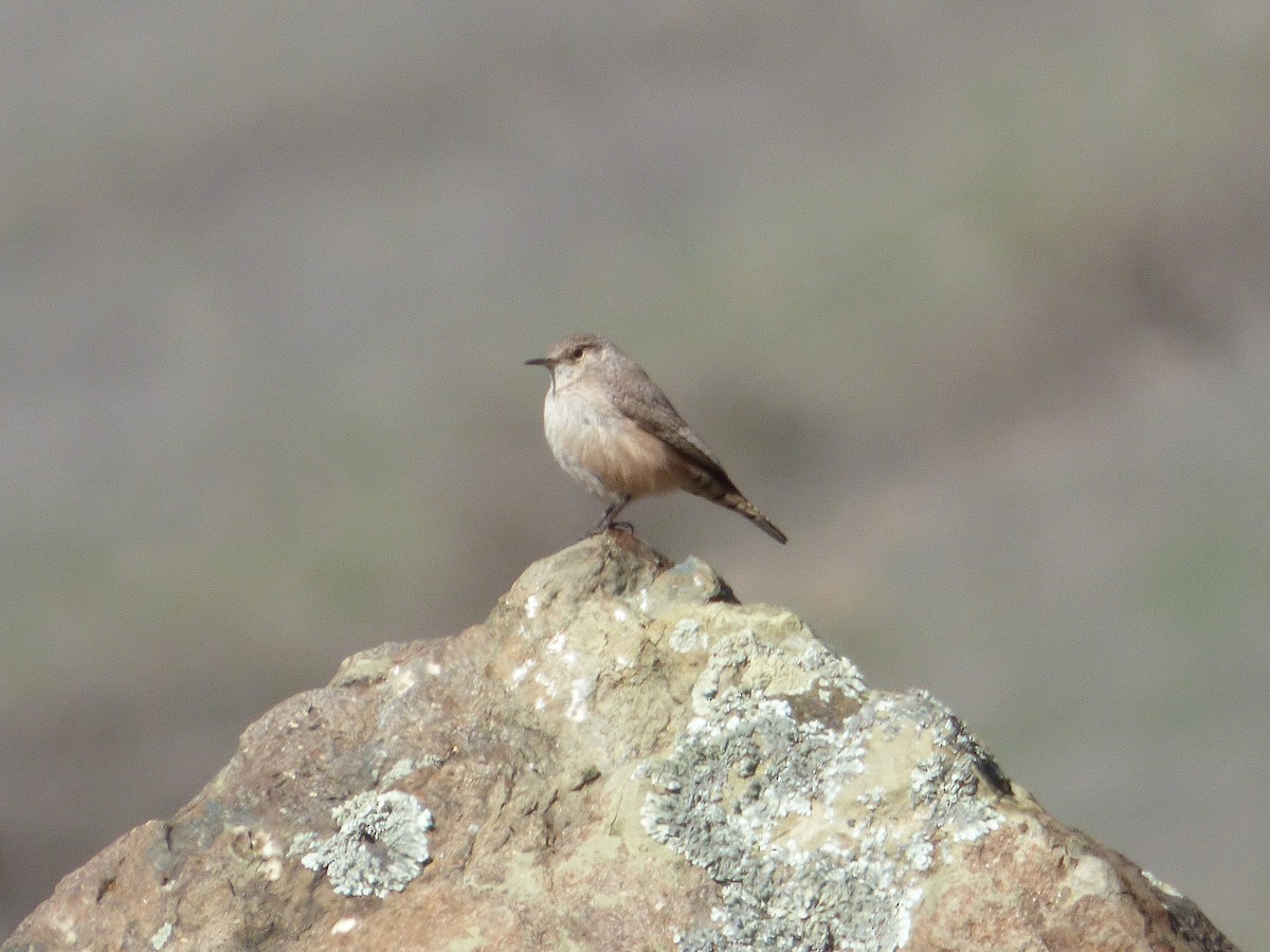 Rock Wren - ML24782521