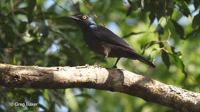 Black-bellied Starling - ML247825231