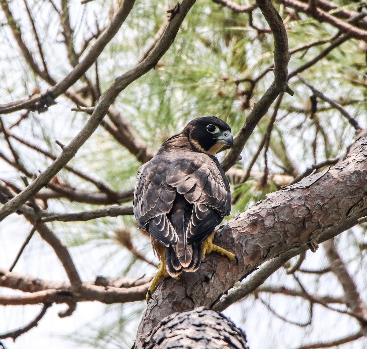 Peregrine Falcon (Shaheen) - ML247825281