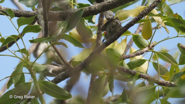 Mouse-colored Sunbird - ML247825291