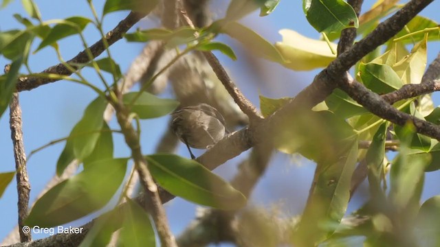 ネズミタイヨウチョウ - ML247825301