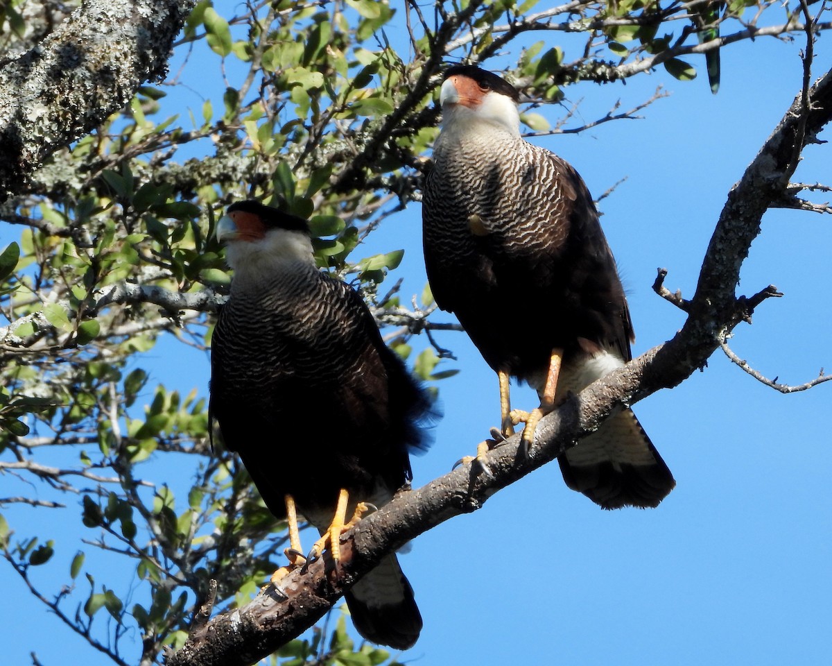 Crested Caracara (Southern) - ML247826611