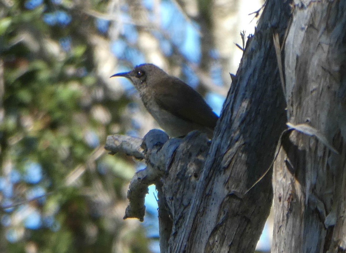 Brown Honeyeater - ML247827041