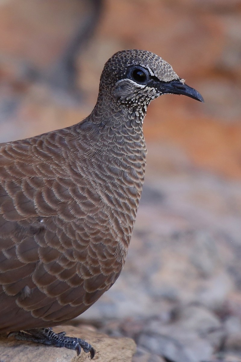 White-quilled Rock-Pigeon - ML247827671