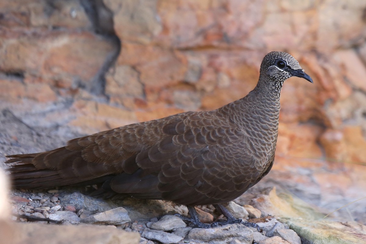 White-quilled Rock-Pigeon - Peter Kyne