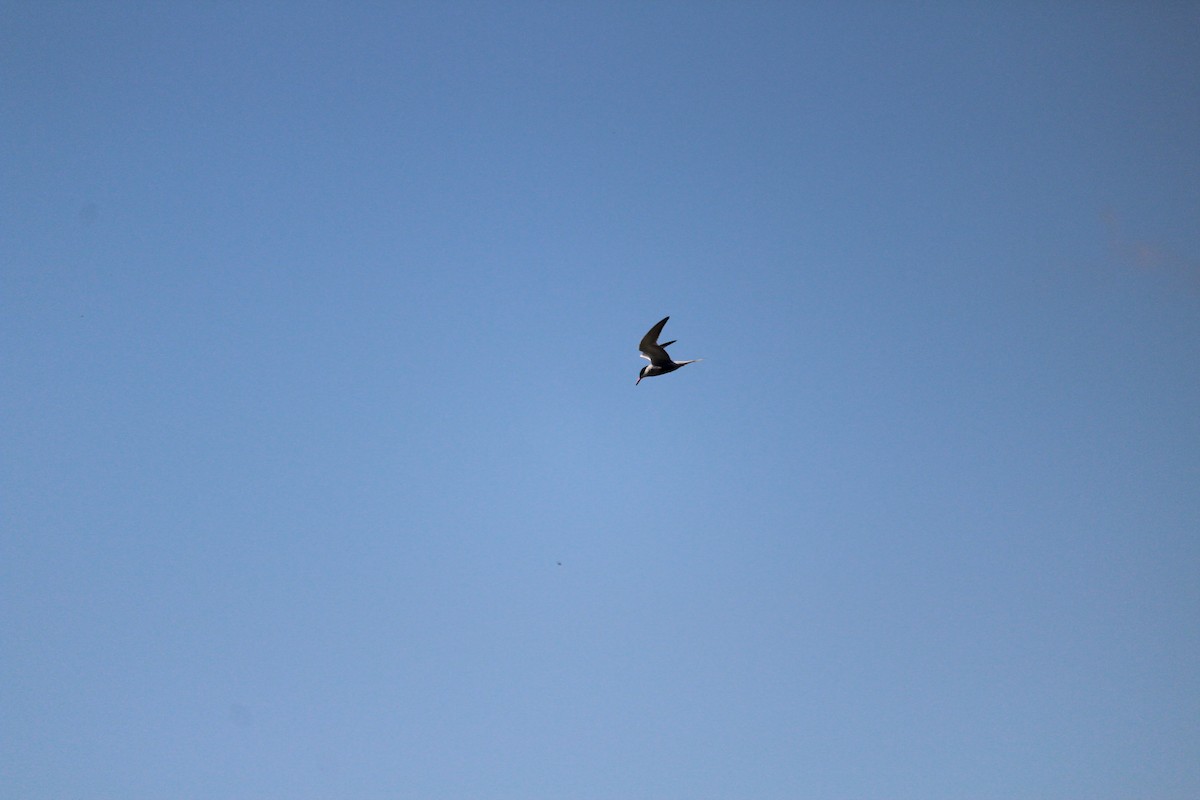 Common Tern - ML247831081