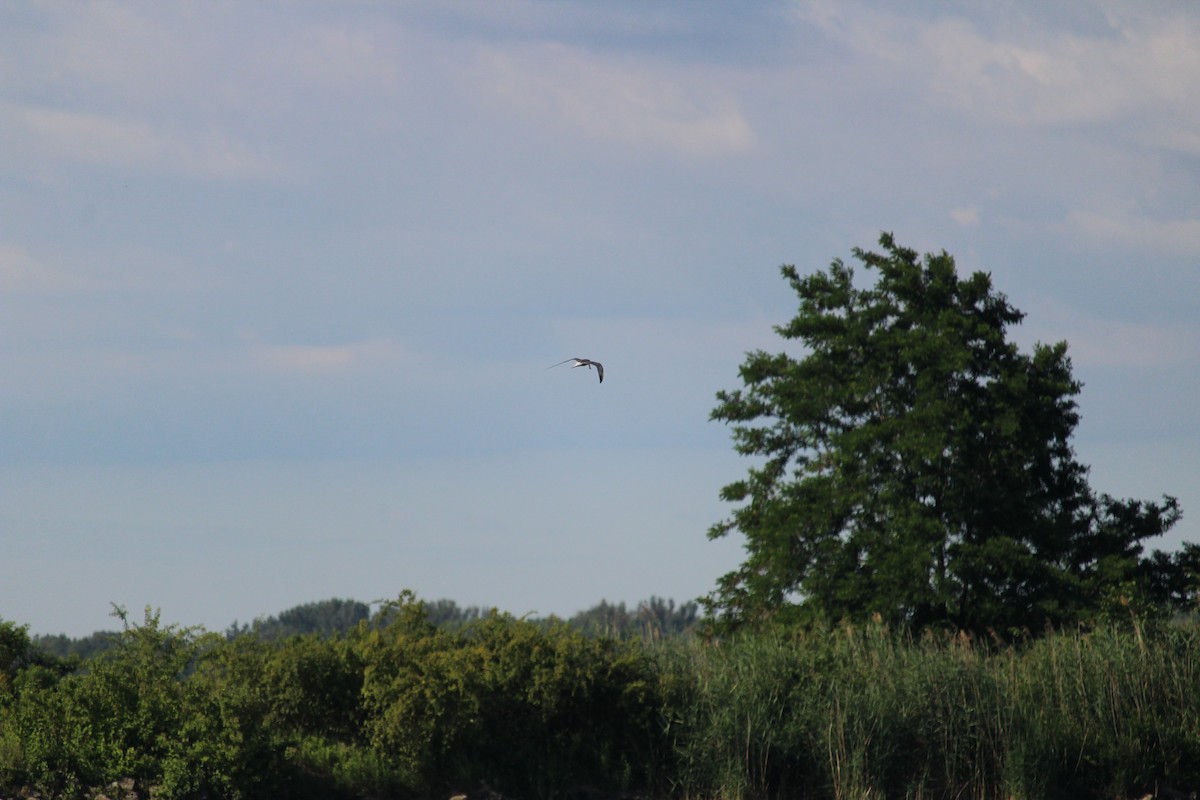 Common Tern - ML247831091