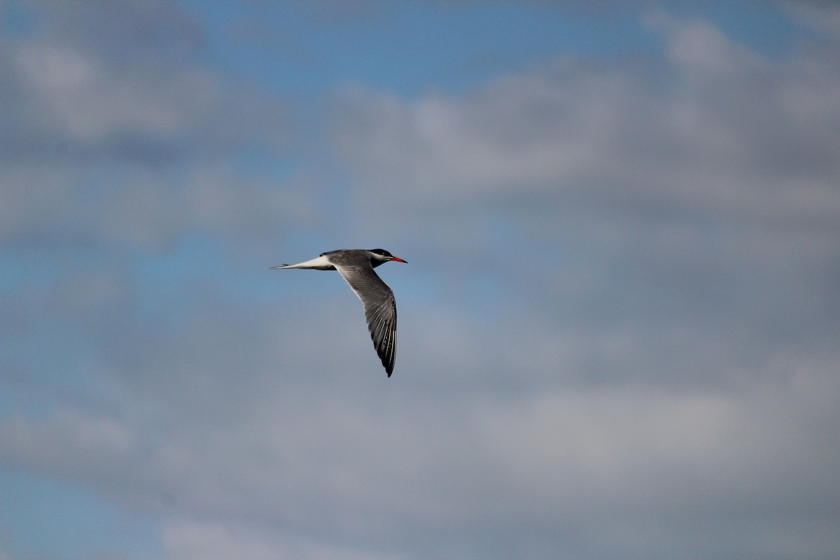 Common Tern - ML247831101
