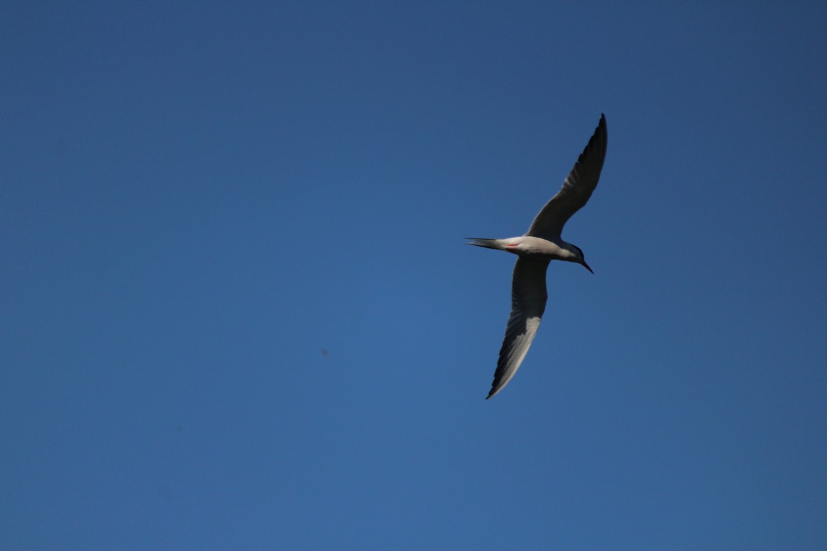 Common Tern - ML247831181