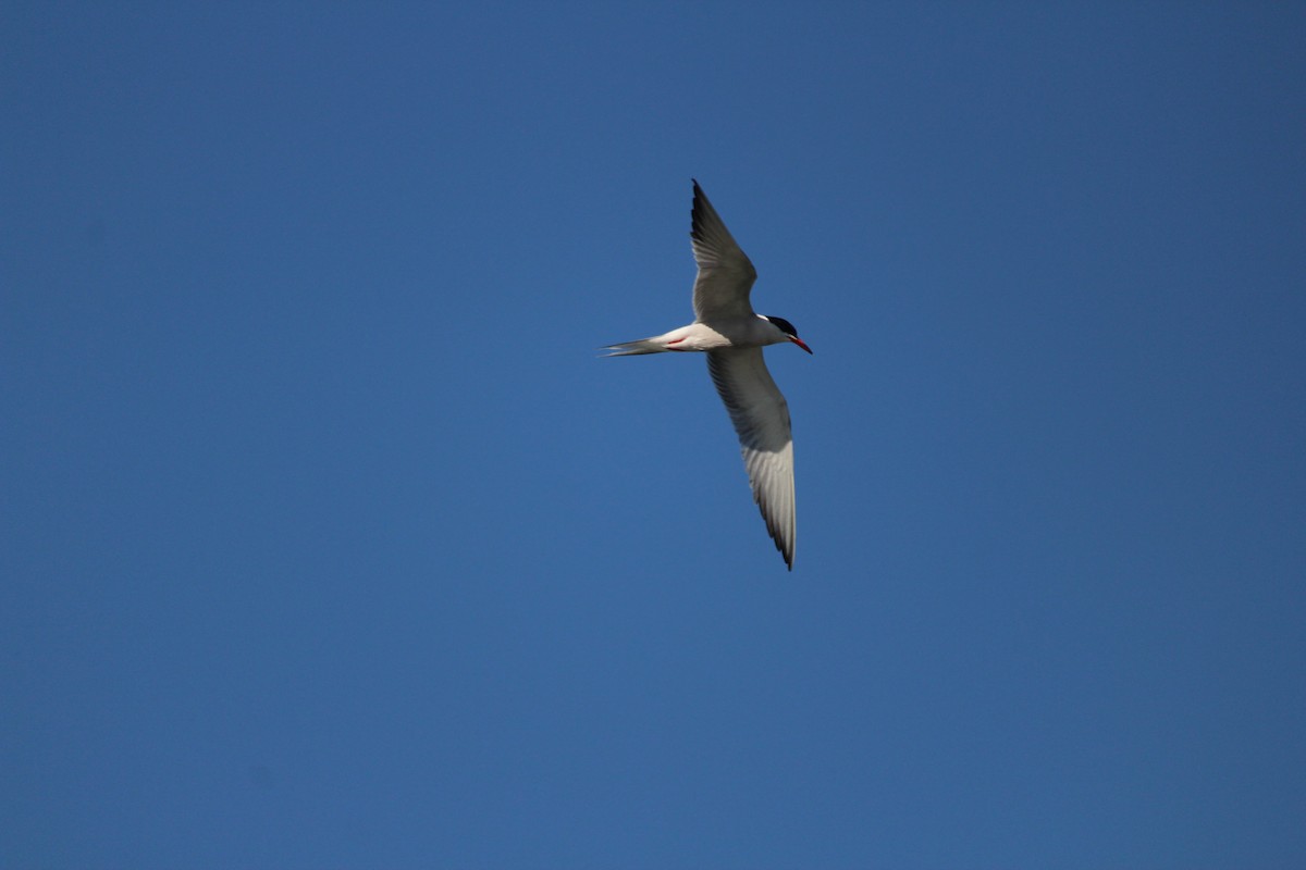 Common Tern - ML247831231