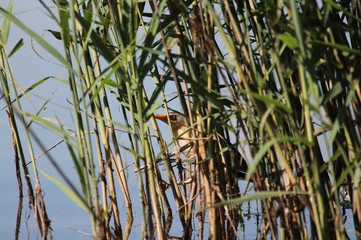 Little Bittern - ML247831591