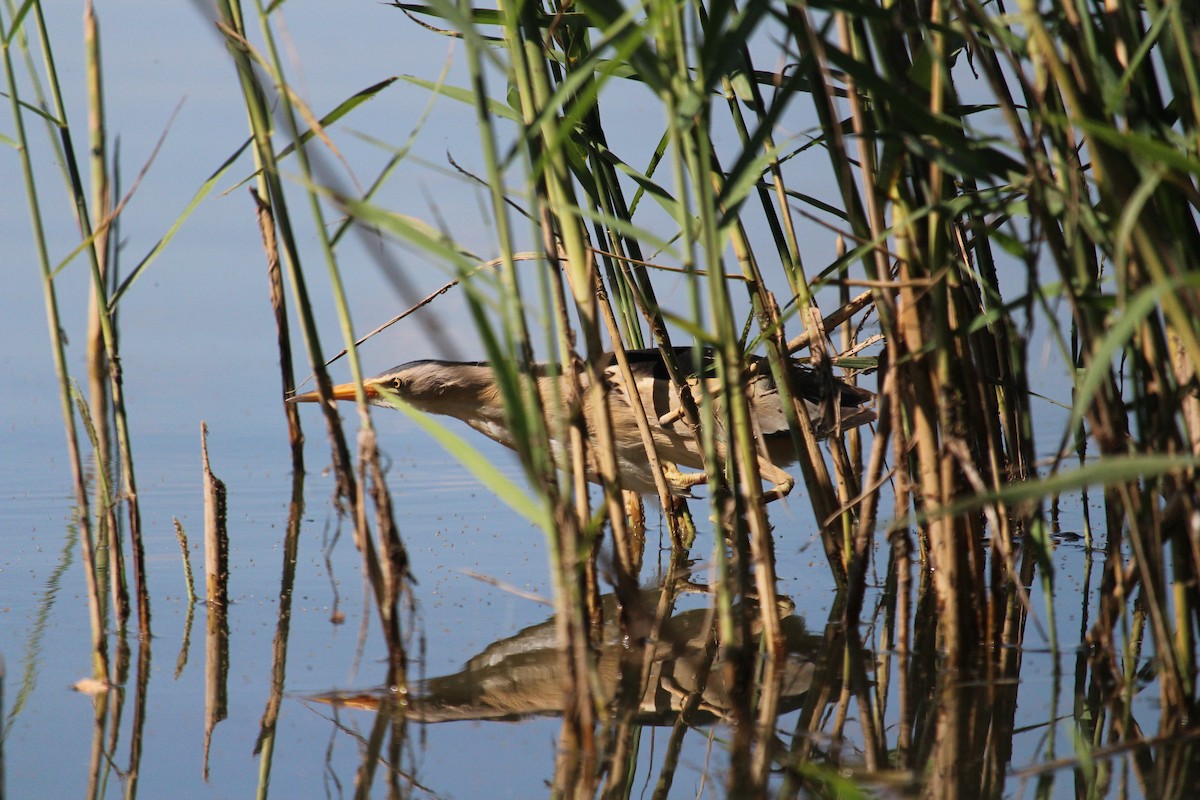 Little Bittern - ML247831601