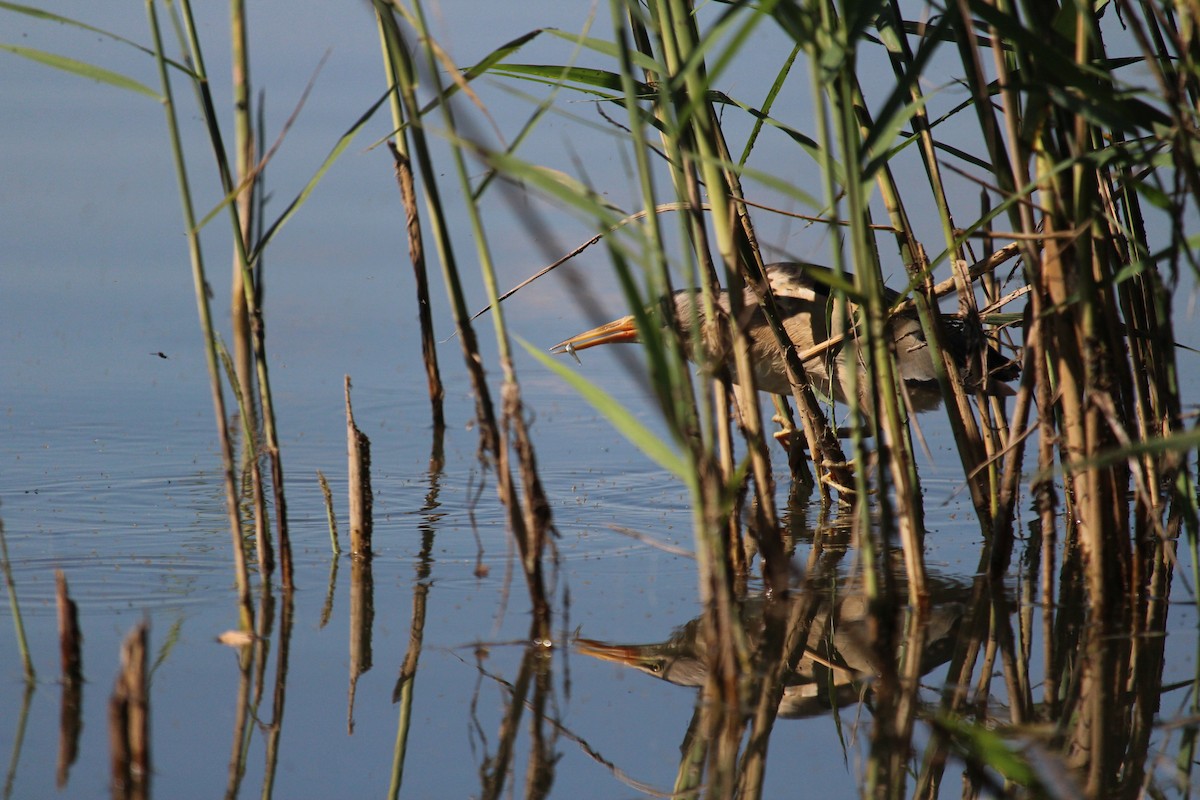 Little Bittern - ML247831711