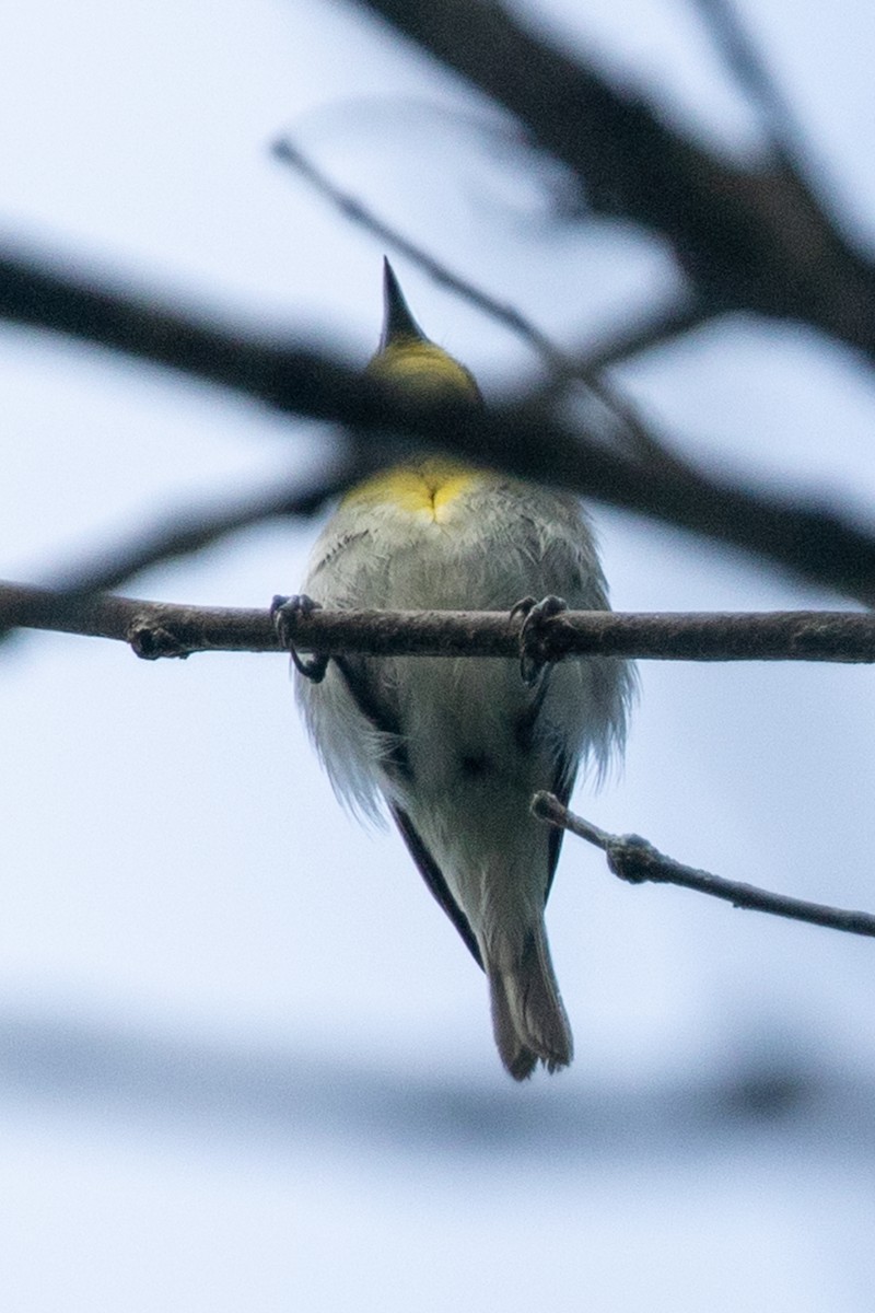 Gelbkehlvireo - ML247836061