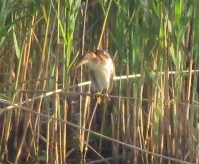 Least Bittern - Angela Dimmitt