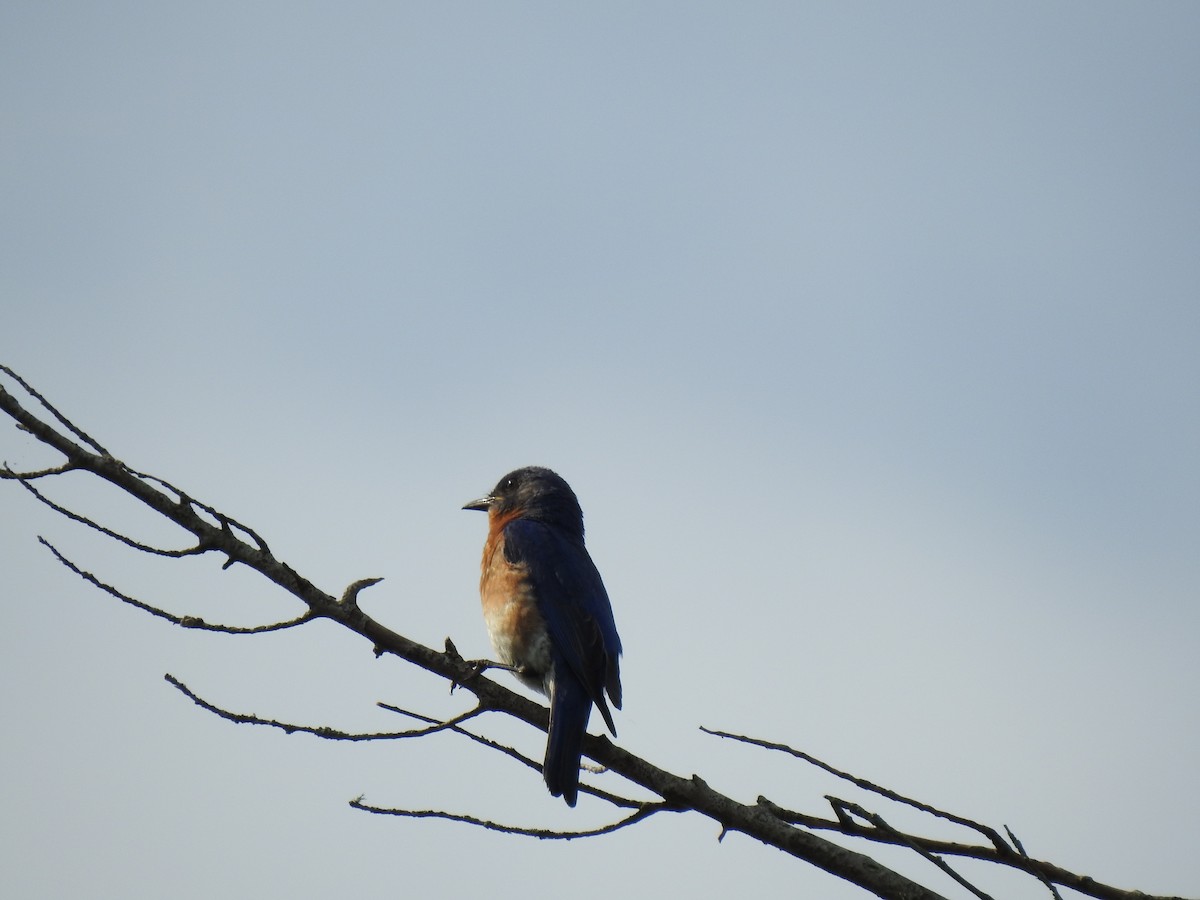 Eastern Bluebird - ML247837221