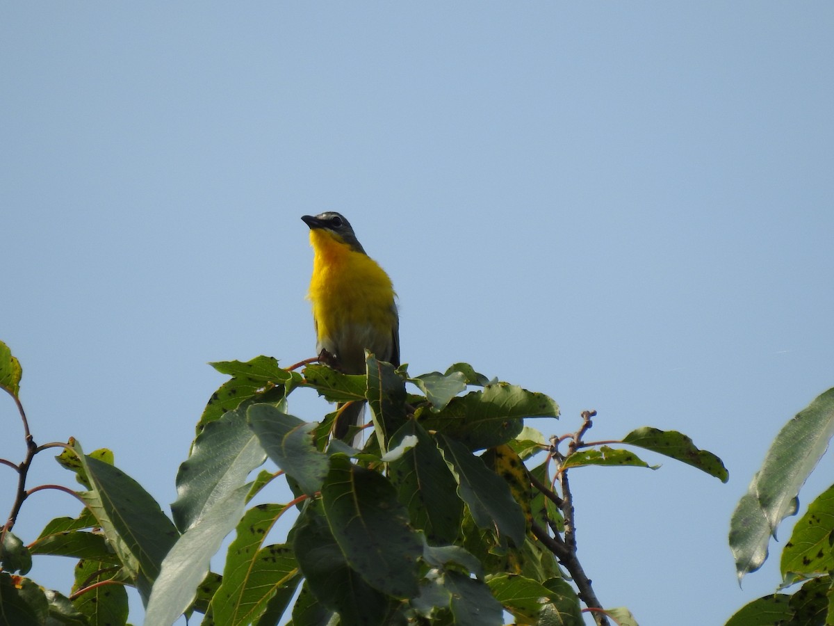 Yellow-breasted Chat - ML247837271
