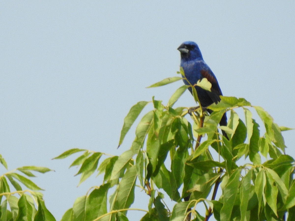 Blue Grosbeak - ML247837421