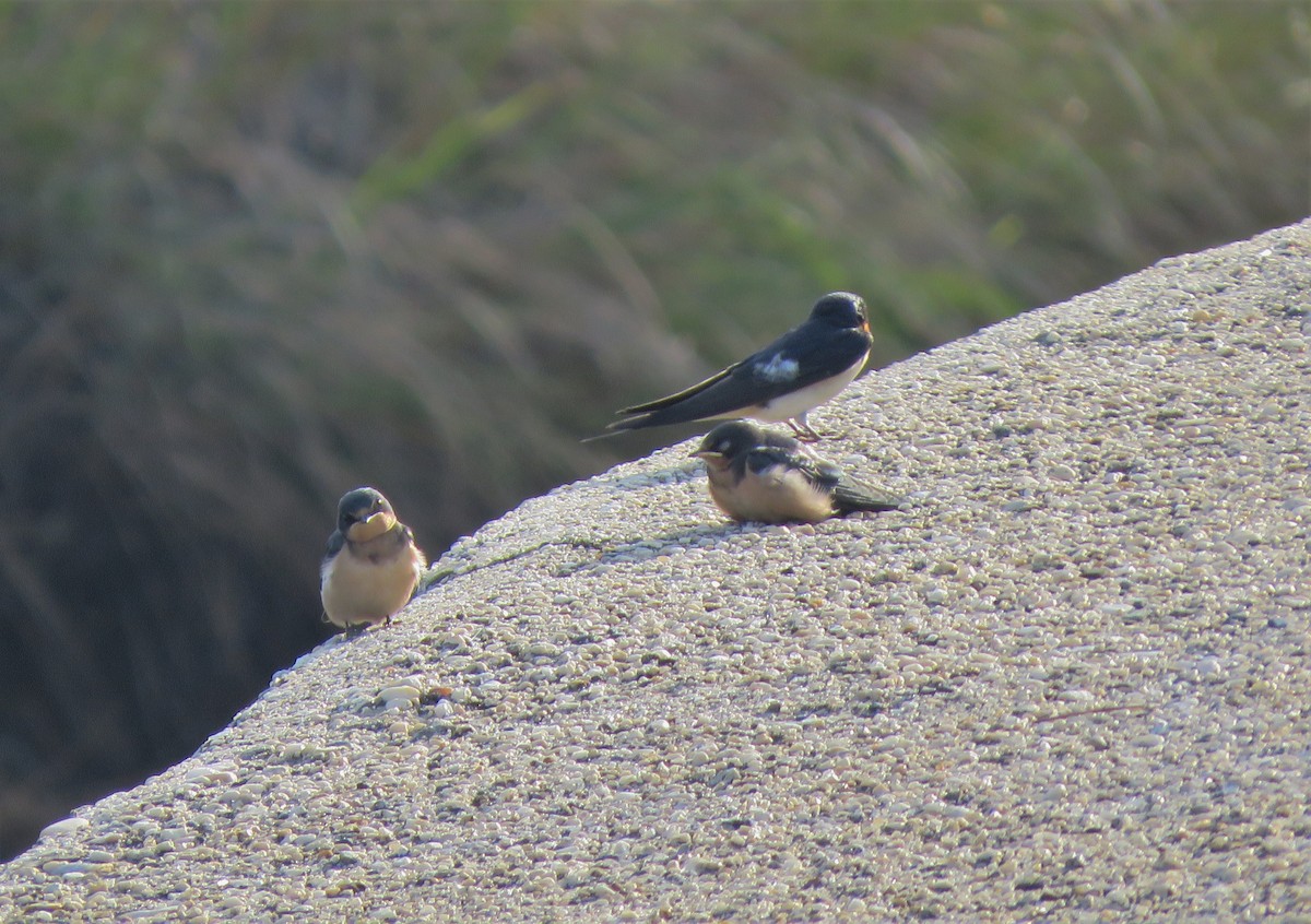 Barn Swallow - ML247838171