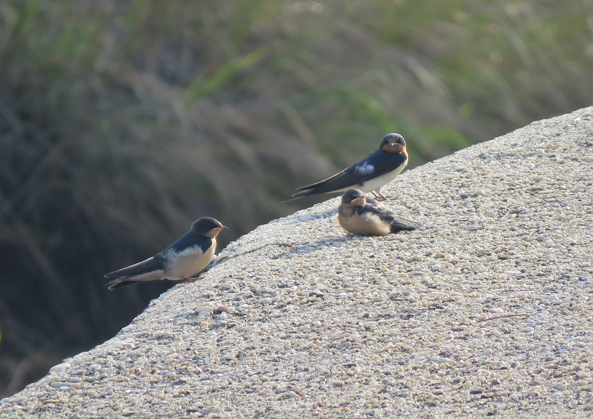 Barn Swallow - ML247838181