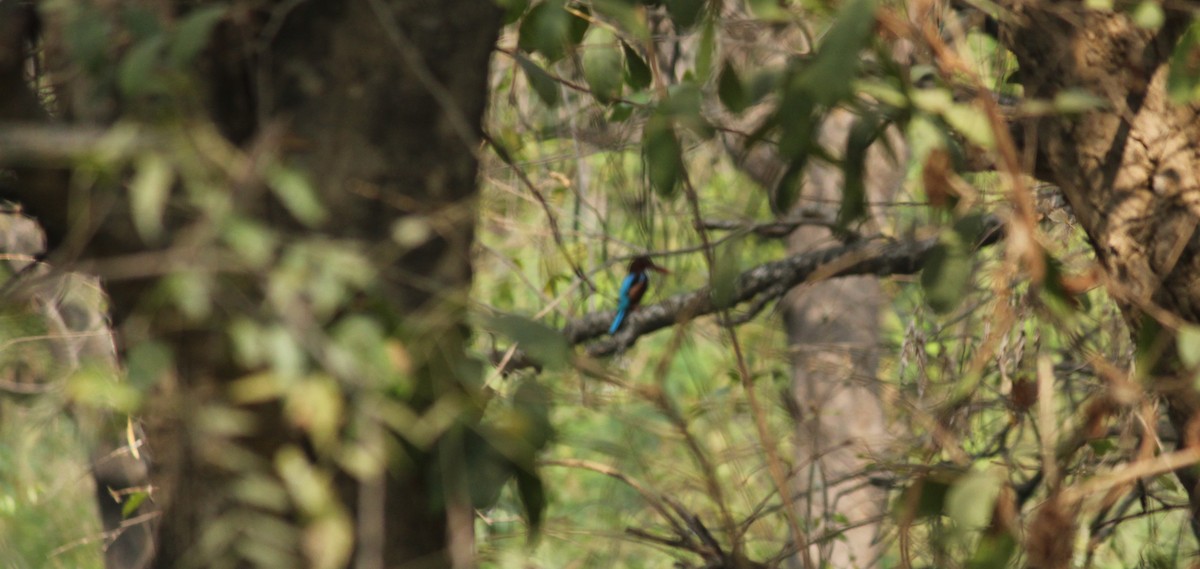 White-throated Kingfisher - ML24783851