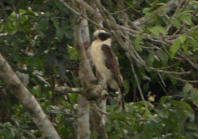 Laughing Falcon - ML247839481