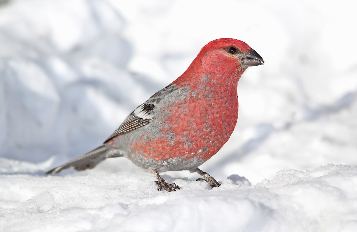 Pine Grosbeak - ML247842121