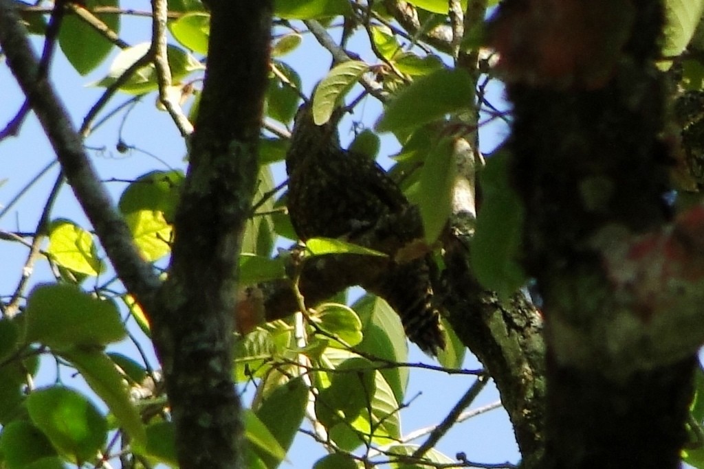 White-spotted Woodpecker - ML247843361