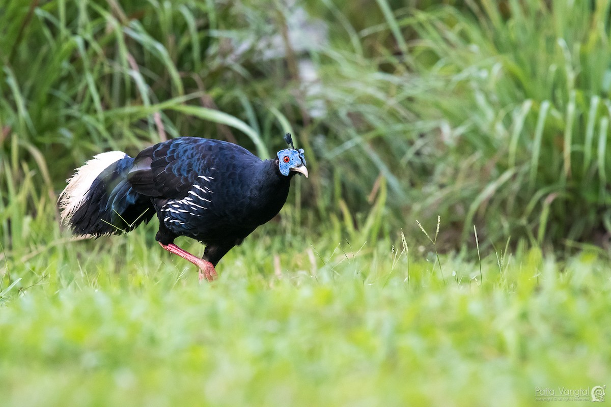 Malayan Crested Fireback - ML247844451