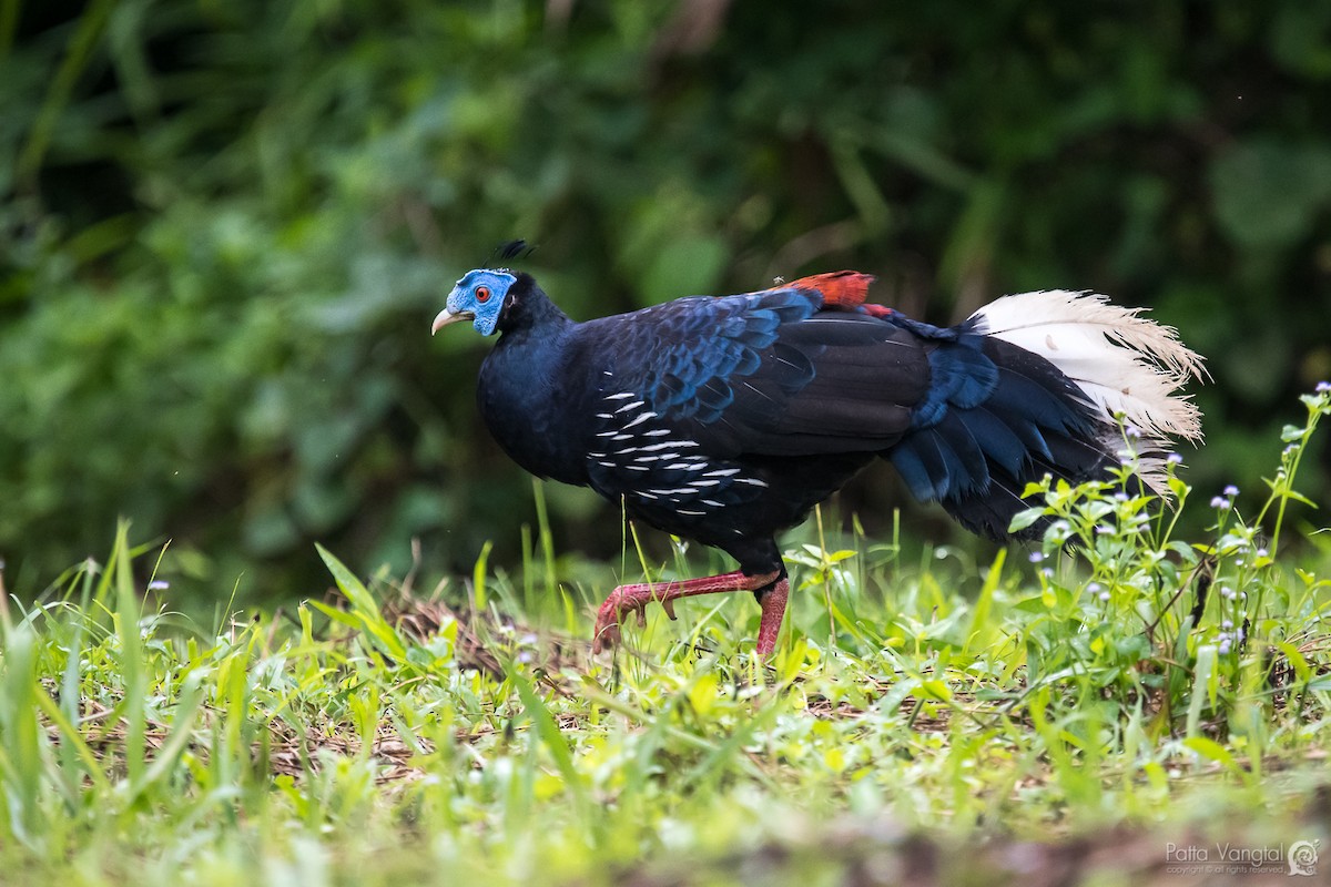 Malayan Crested Fireback - ML247844461