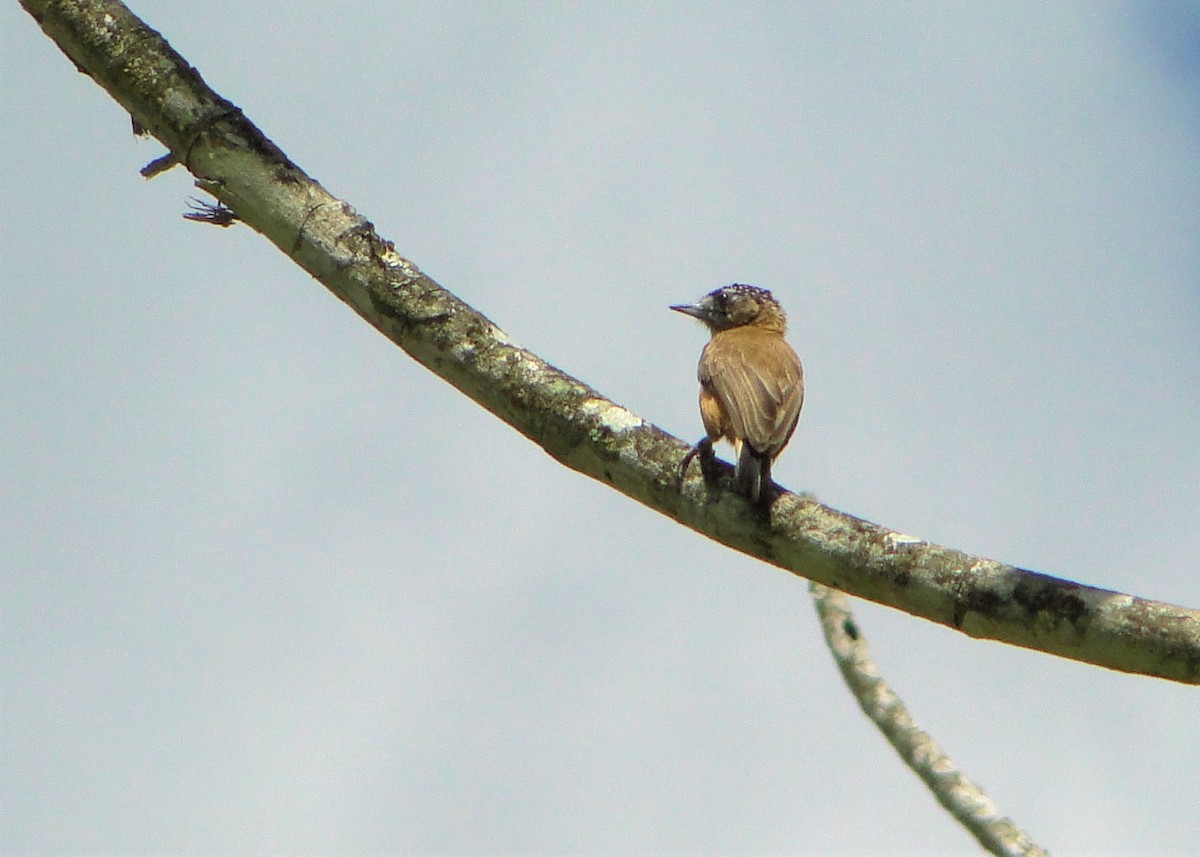 Ochraceous Piculet - Carlos Otávio Gussoni