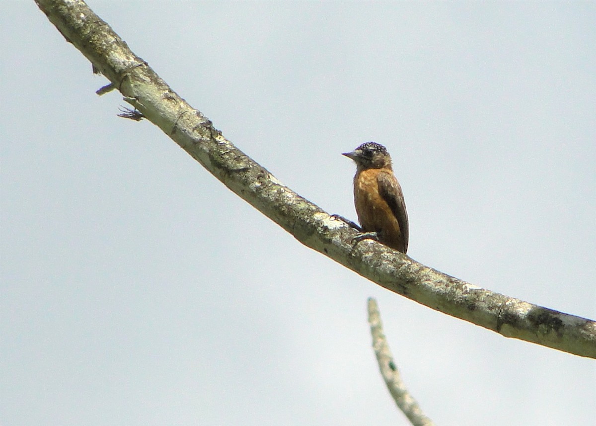 Ochraceous Piculet - Carlos Otávio Gussoni