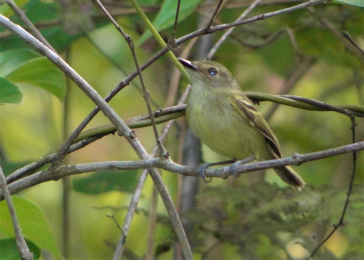 Smoky-fronted Tody-Flycatcher - Carlos Otávio Gussoni