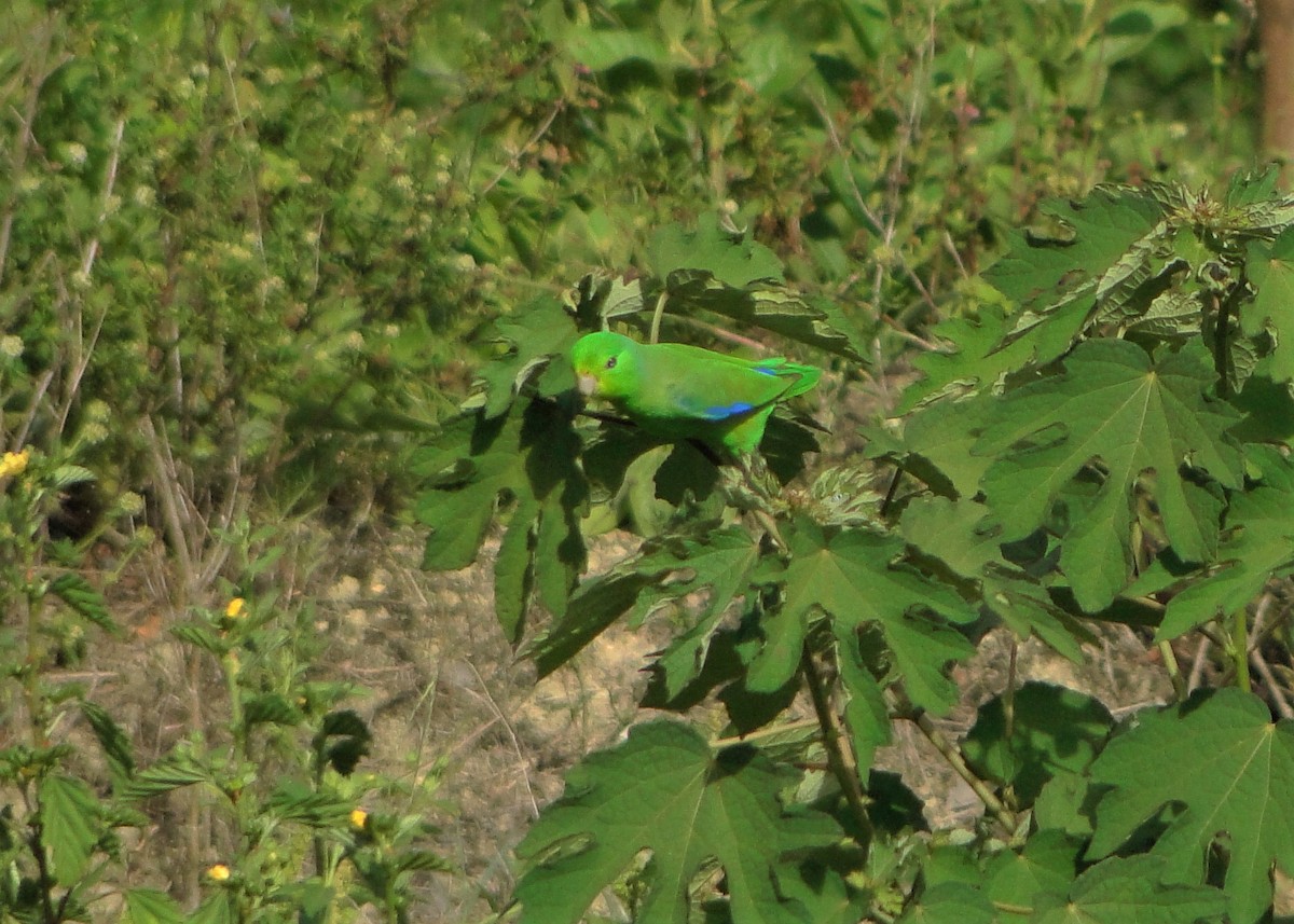 Blauflügel-Sperlingspapagei - ML247845251