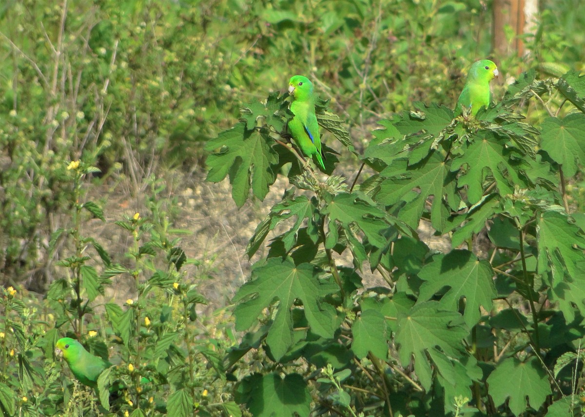 Cobalt-rumped Parrotlet - Carlos Otávio Gussoni