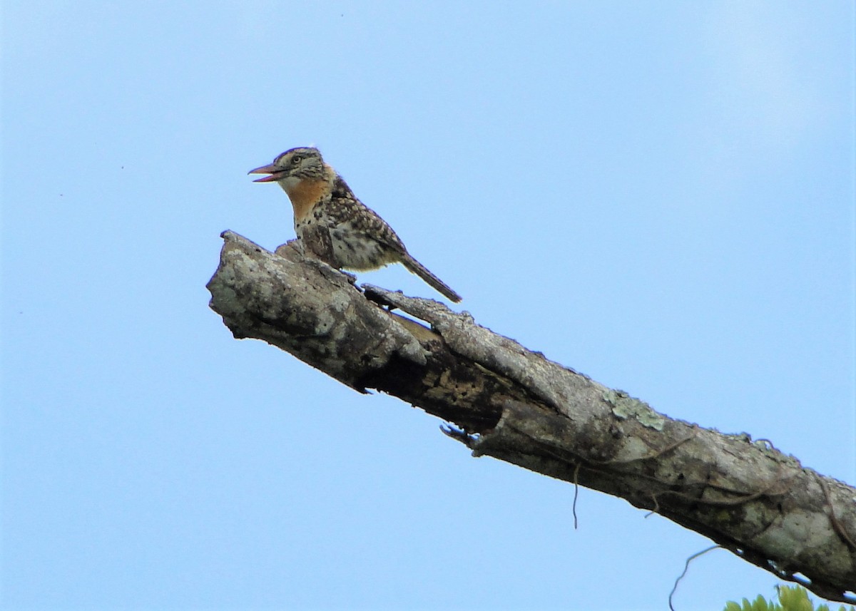 Spot-backed Puffbird - Carlos Otávio Gussoni