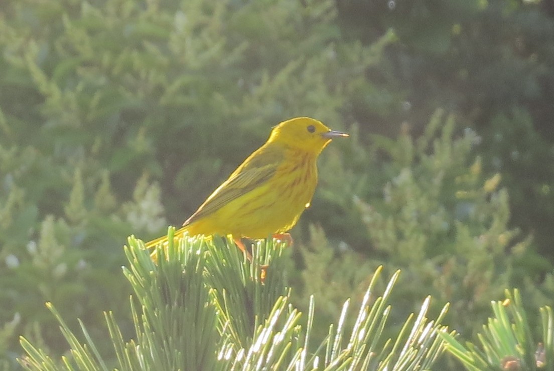 Yellow Warbler - Anonymous