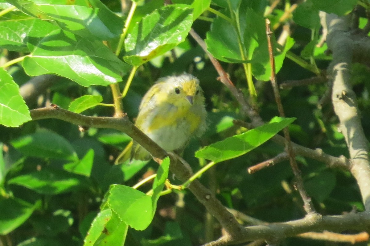 Yellow Warbler - Anonymous