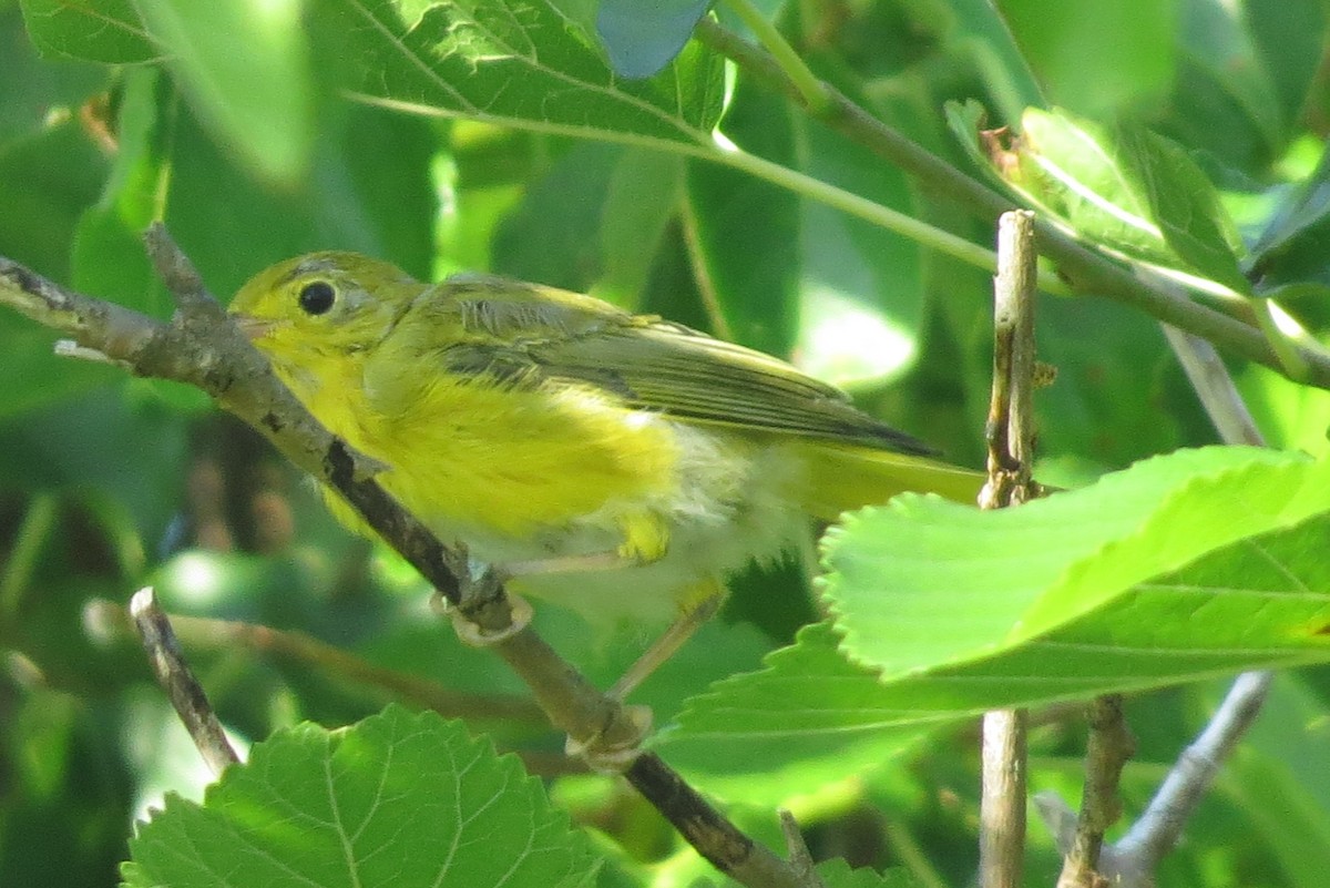 Yellow Warbler - ML247846501