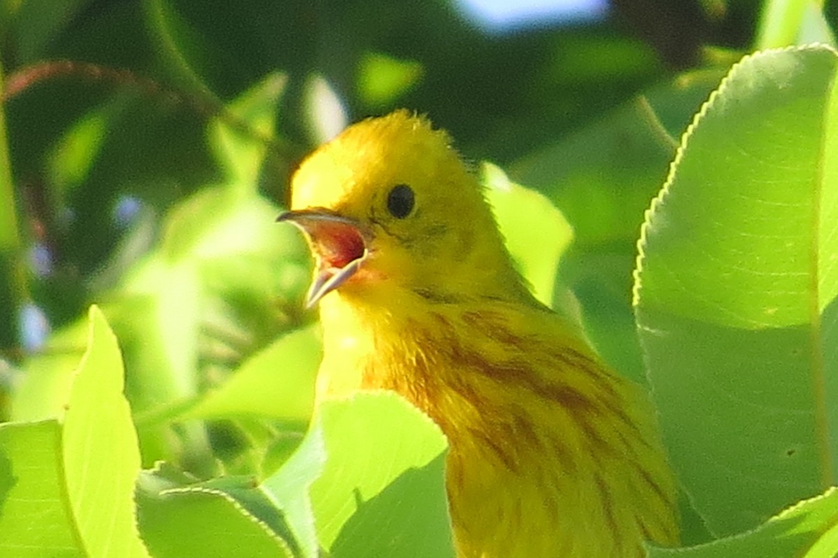 Yellow Warbler - Anonymous