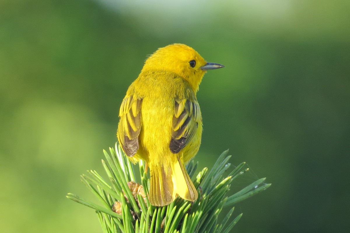 Yellow Warbler - Anonymous