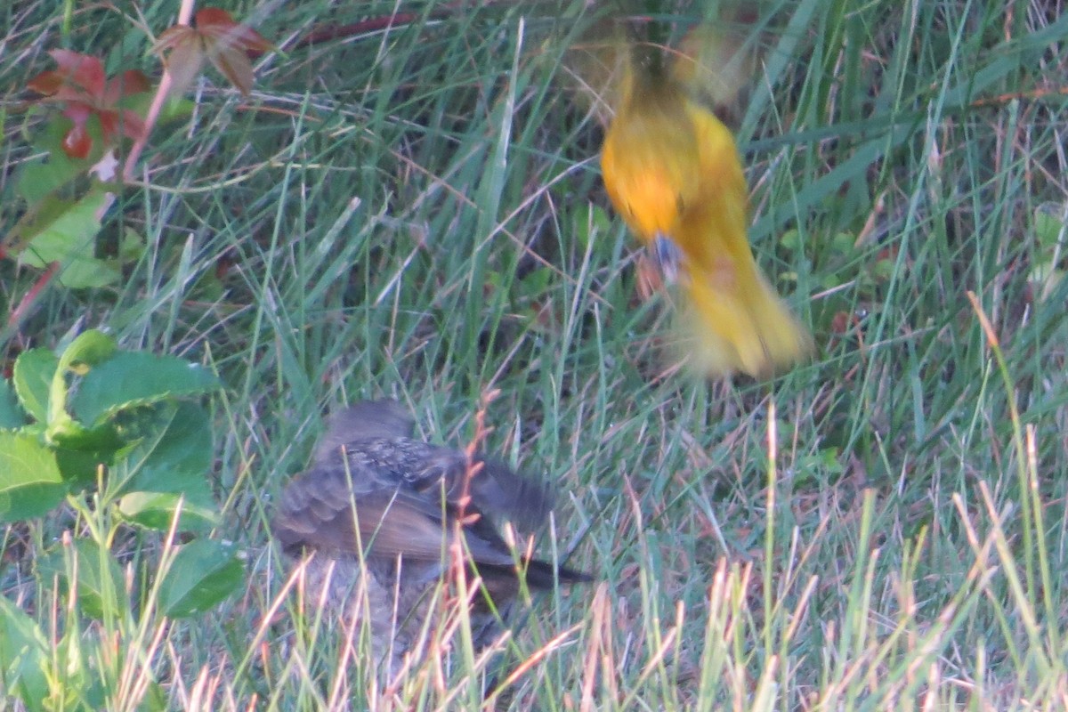 Yellow Warbler - Anonymous