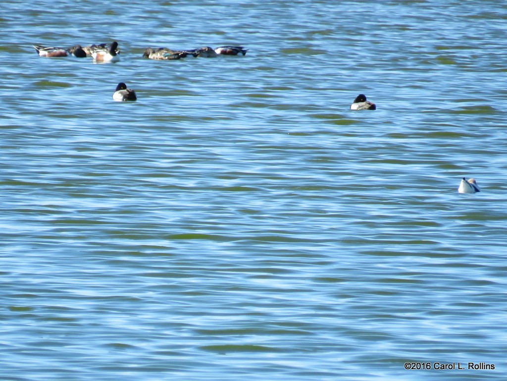 Avocette d'Amérique - ML24784871