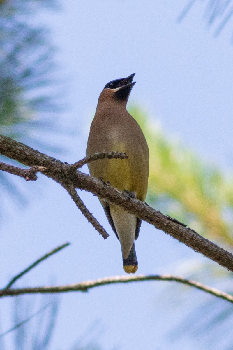 Cedar Waxwing - ML247850361