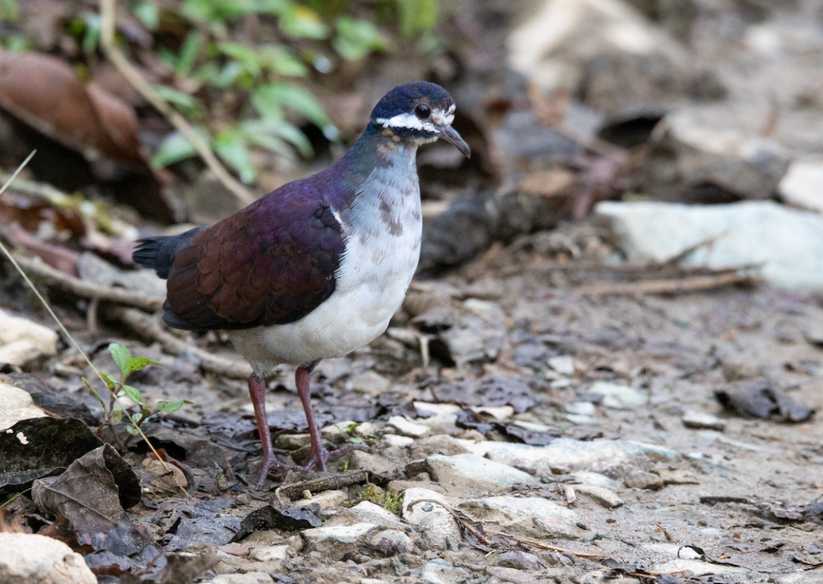 Purple Quail-Dove - ML247851791